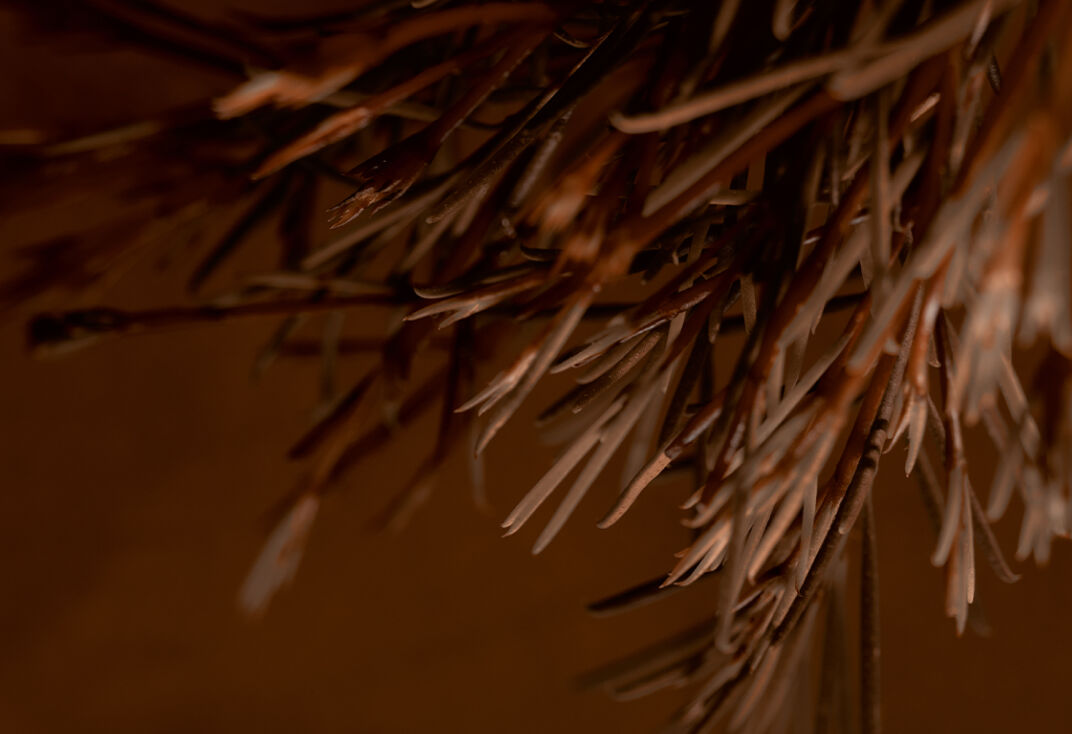 Avoury rooibos tea leaves